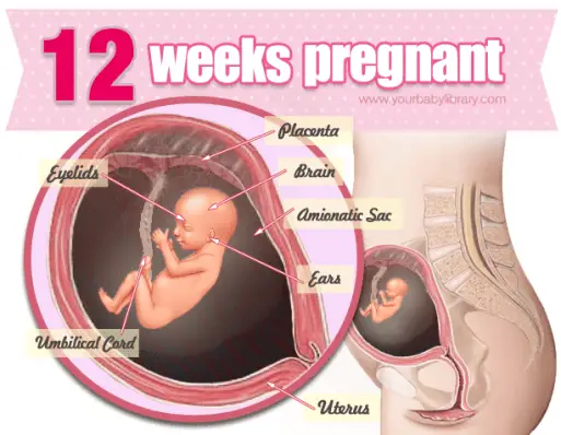 12 Weeks Pregnant
