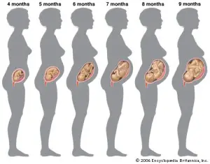 4 weeks pregnant belly