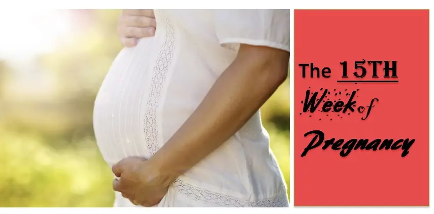 The 15th Week of Pregnancy