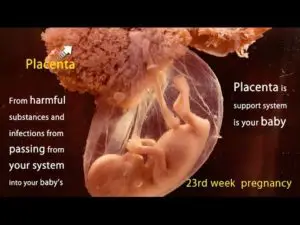 23 weeks pregnant video