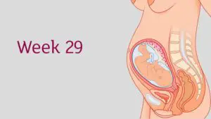 29 weeks pregnant baby position