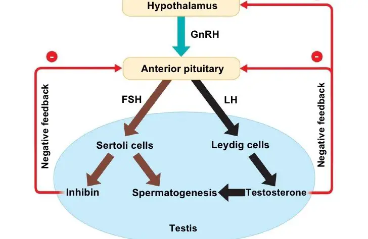 Which Male Hormone Inhibits the Secretion of FSH