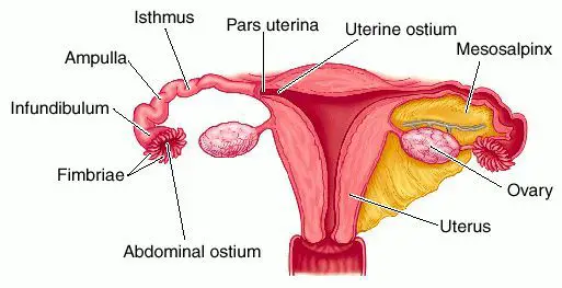 Pregnancy Without Fallopian Tubes