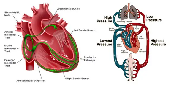 Cardiac Rhythm Disorders