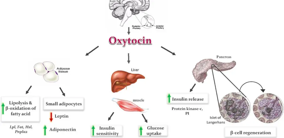 What Is The Role Of Oxytocin In Pregnancy