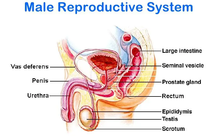 What Are The Main Parts Of The Human Male Reproductive System