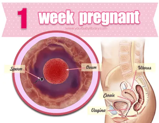 1 Week Pregnant