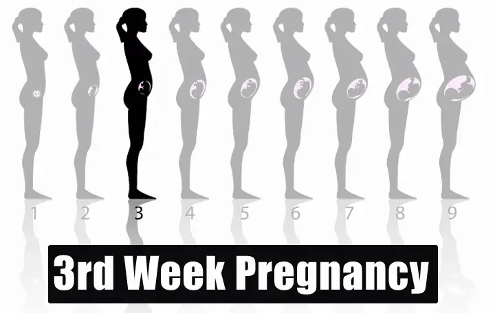 3 Weeks Pregnant