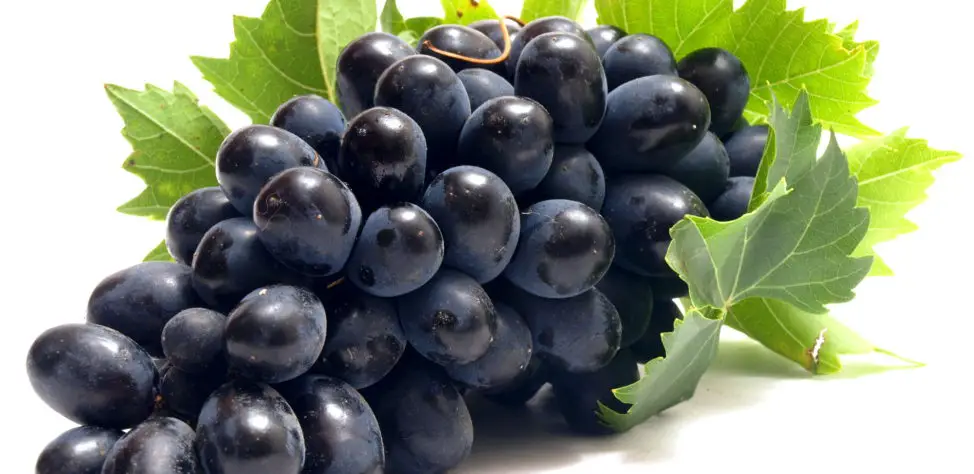 Grapes During Pregnancy