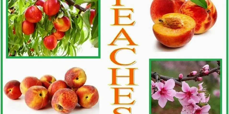 Can You Eat Peaches While Pregnant