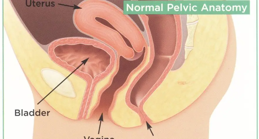 Urethra In Women