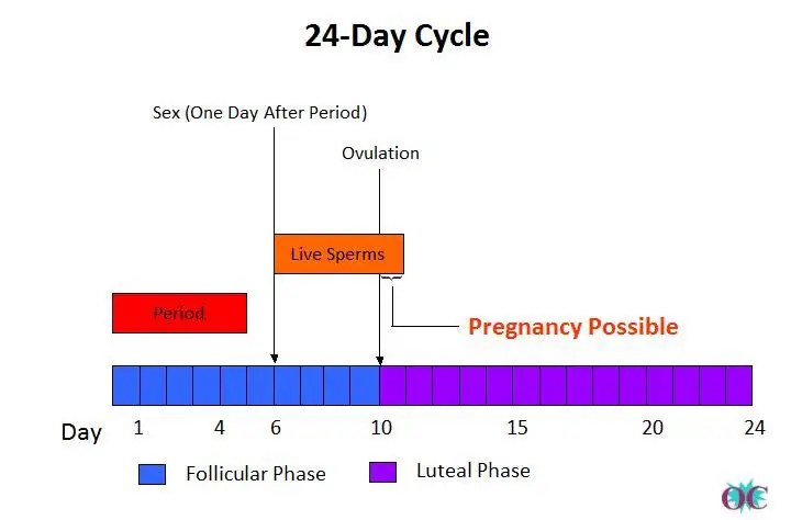 Can You Get Pregnant After Ovulation Occur