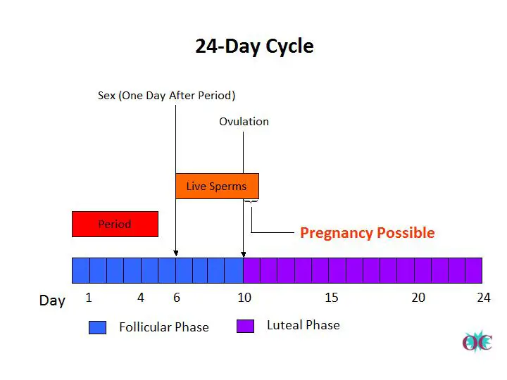 Can You Get Pregnant The Day Before Ovulation 95