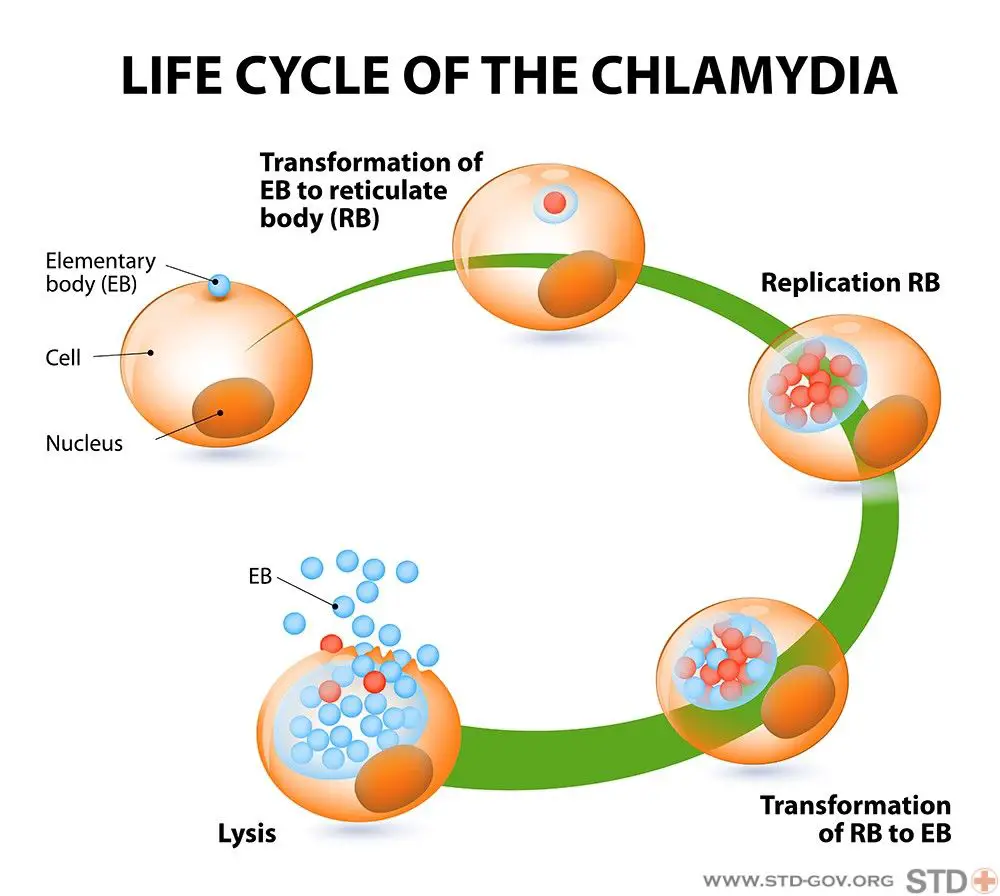 how long for chlamydia symptoms go away